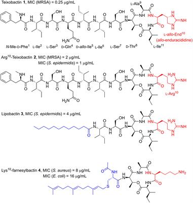 Thiol-ene Enabled Chemical Synthesis of Truncated S-Lipidated Teixobactin Analogs